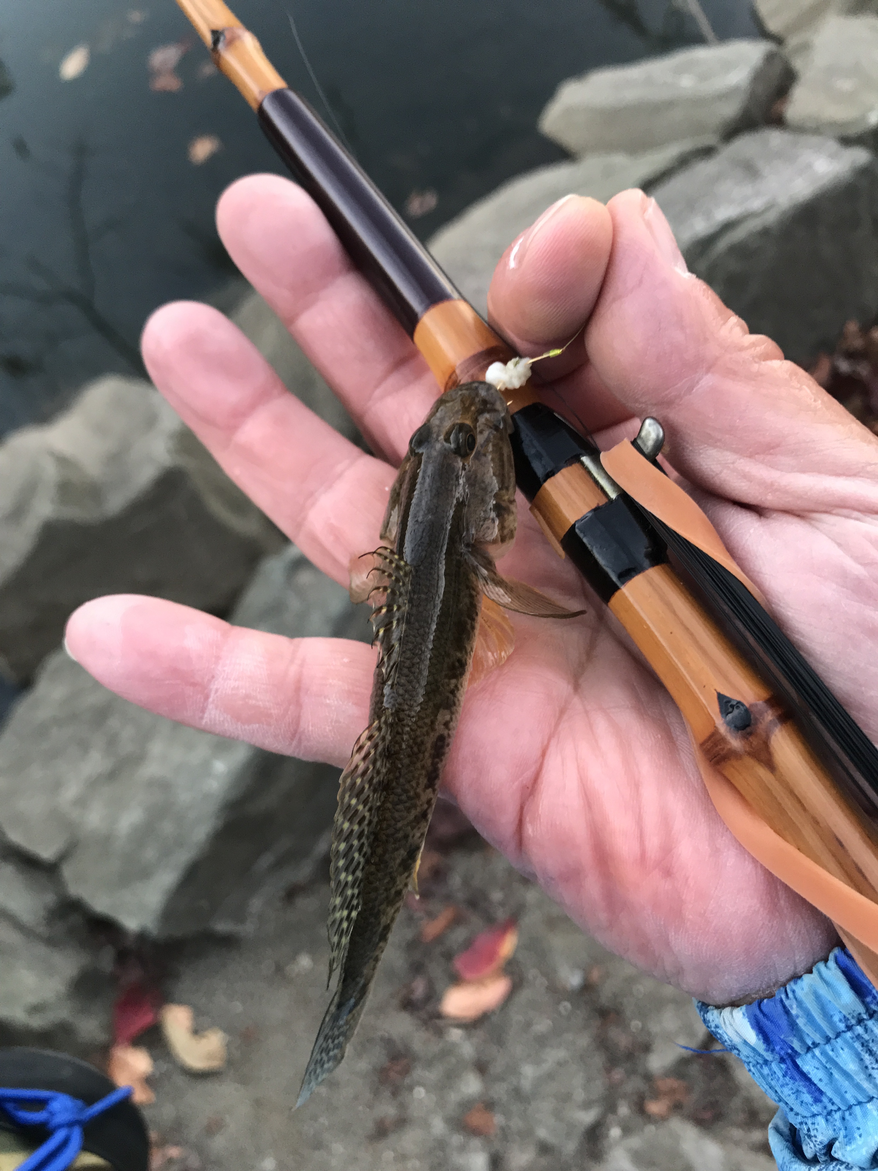 ハゼの穴釣り 練習の巻 山さんの釣りと趣味のブログ 楽天ブログ
