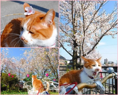2012 4 19 桜.jpg