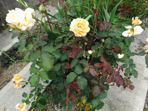 DSC00169.jpg