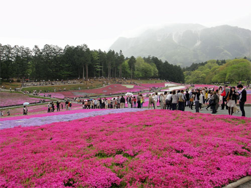 芝桜13.jpg