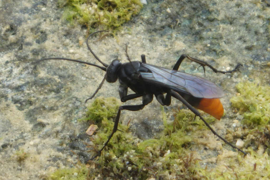 あの そんなところ吸っても とか 何も出ませんけど または 愛 に近いなにものかの 表象 としての ねこログ 楽天ブログ