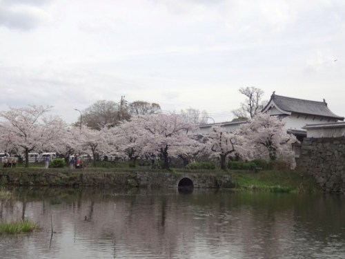 4.2016年 桜 福岡城 (2).JPG