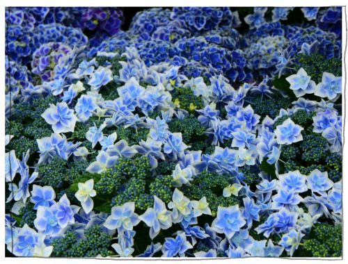 稲沢あじさいまつり 大塚性海寺歴史公園・性海寺