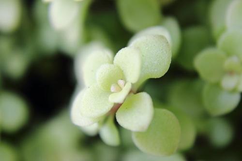 201509013 20150613 オウゴンマルバマンネングサ.jpg