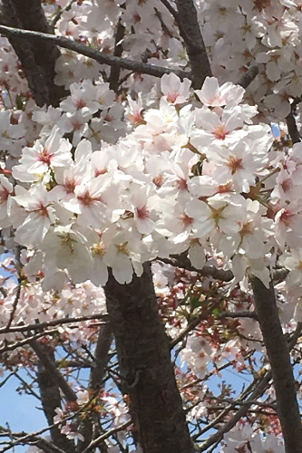 201704158 桜 2.JPG