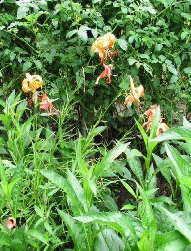 20140802 オニユリ.jpg