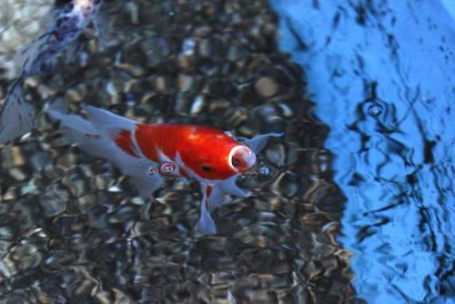 20160911 桜朱文金.jpg