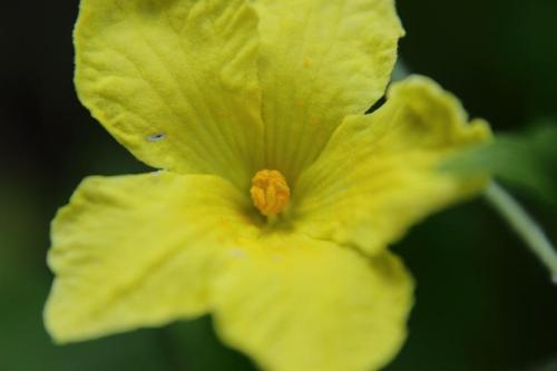 20160815 ニガウリ(ゴーヤ)2.jpg