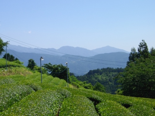 矢倉岳茶畑 (2).JPG