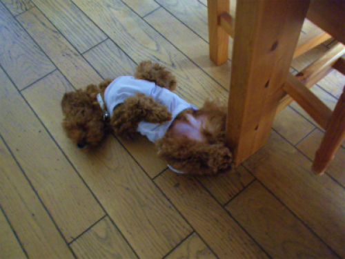 DSCF8488.jpg