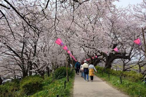 CHERRY BLOSSOM 6.Apr.2017 GONGENDOTUTUMI-4.jpg