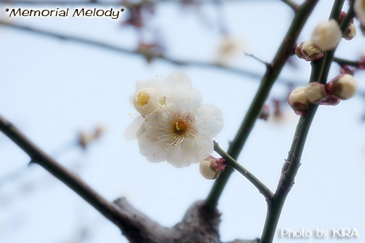 白梅,梅,梅の花,花,湯島天神,yushima_ume10.jpg