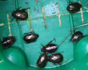 ドウガネ090701.jpg