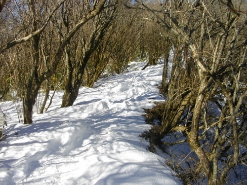 箱根外輪山明神ヶ岳 (2) (500x375).jpg