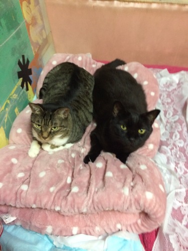 IMG_0104 - コピー.JPG