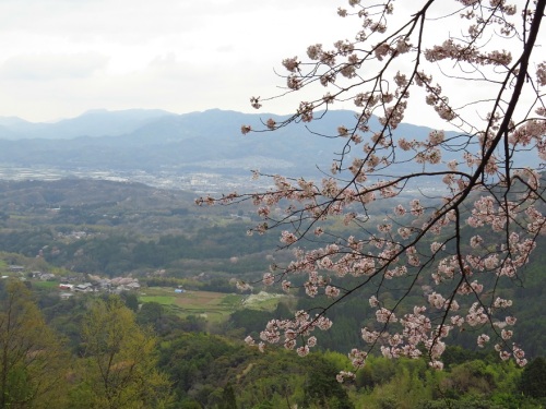 桜＆山2735.jpg