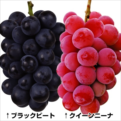 C:\fakepath\【国華園】クイーンニーナ＋ブラックビート.jpg