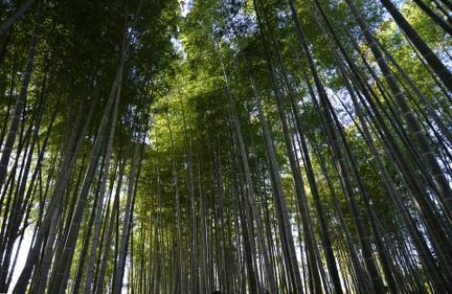 pict-高台寺 38.jpg