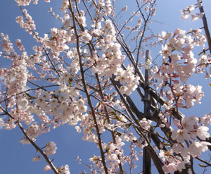 桜1104.jpg