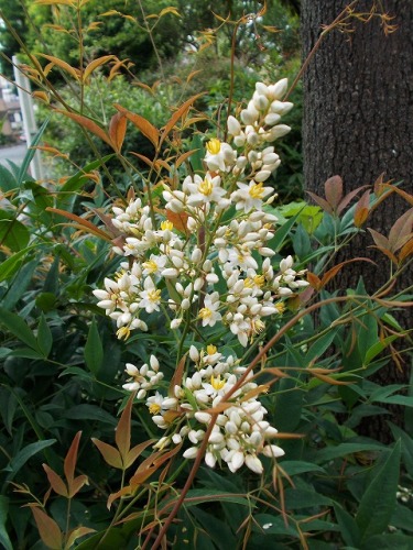 s-conv0363.jpg
