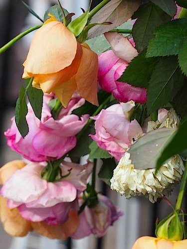 th_P2234565.jpg