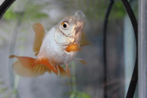 20150927 地金5.jpg