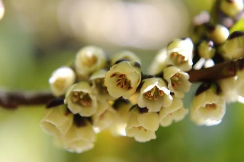 20160320 ビシャコ.jpg