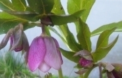 クリスマスローズ　