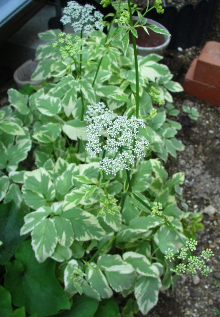 アエゴポディウム～斑入りで爽やか、しかも増える | 小さな庭で出会う