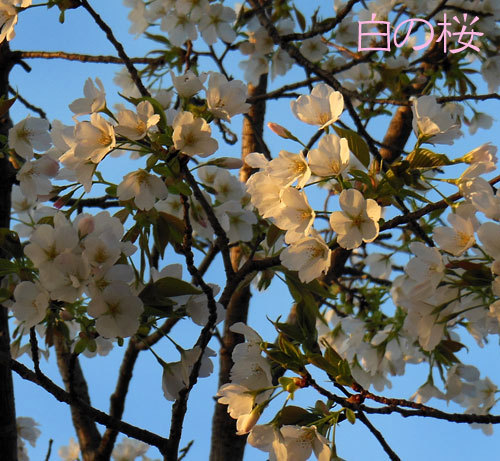 桜　白1.jpg