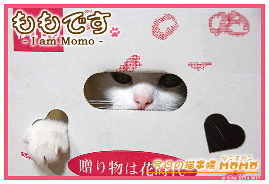 ネコ 猫 足長マンチカン munchkin_momo130422-2.jpg