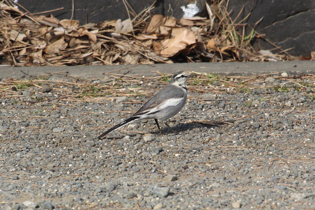 ハクセキレイ（明治神宮）