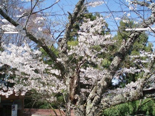 6金峰神社の桜2.jpg