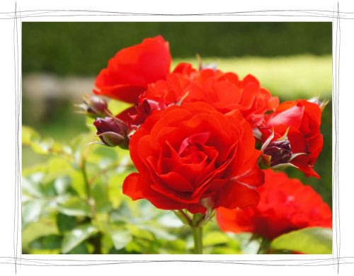 花フェスタ記念公園　岐阜　可児　バラ