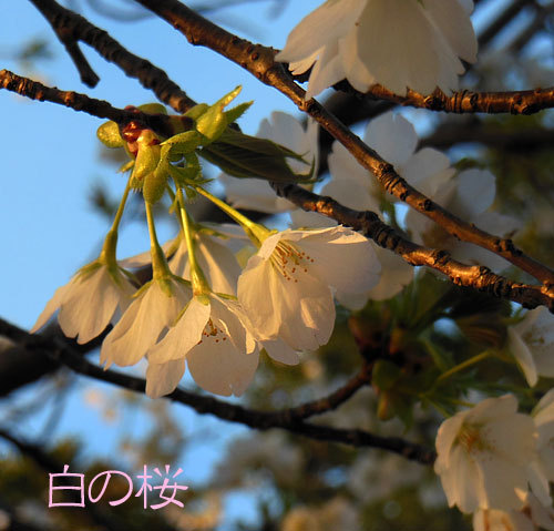 桜　白3.jpg