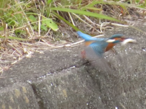 カワセミ4177.jpg
