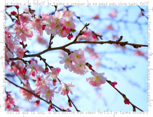 庄内緑地公園　桜