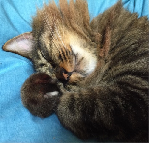 2015-11-15 02.39.48.jpg