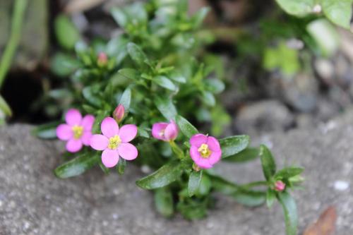 20160516 不明4.jpg