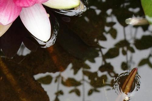 20160512 スイレン3.jpg