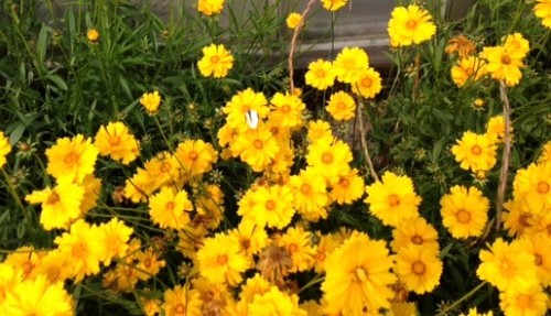 花と蝶々.jpg