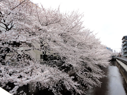 石神井川　さくら2 Blog.jpg
