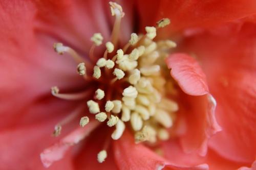 20160402 八重木瓜.jpg