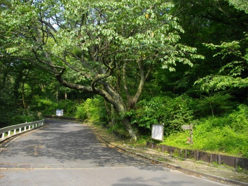 大野山下山道都夫良野の頼朝桜 (500x375).jpg