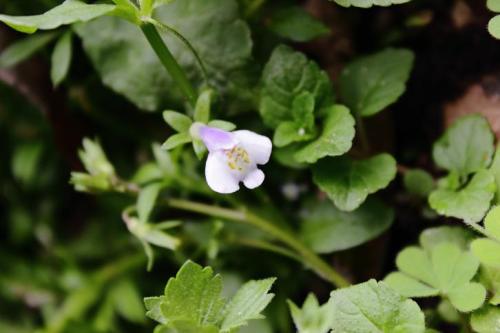 20160403 トキワハゼ 2.jpg