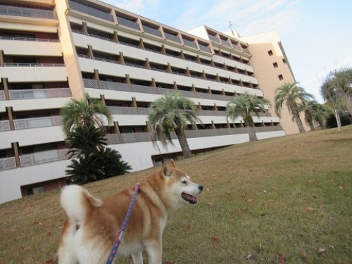 ホテル ザ パヴォーネ 柴犬ゴンのお散歩日記 楽天ブログ