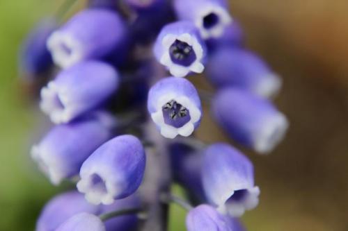 20160402 ムスカリ4.jpg