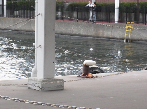 20121013　a1水上バス　埠頭のカモメ.jpg
