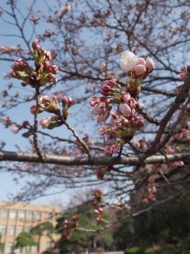 片平の桜開始です20130409