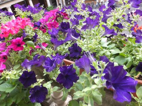 16 venerdi fiori.jpg